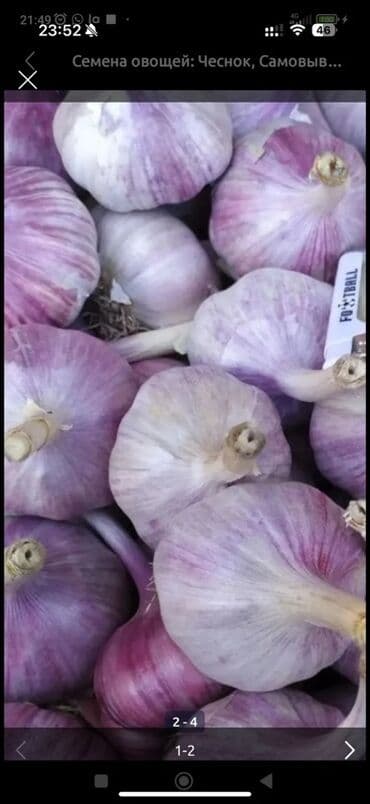 чеснок в большом количестве: Чеснок Оптом — 2