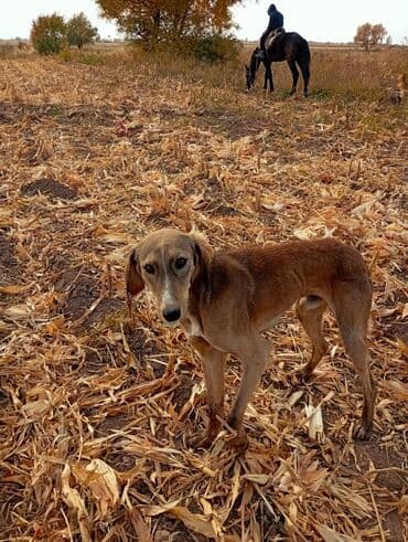 Тайган сатылат баасы 5000 бир жарым жаш эркек