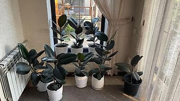 цветы домашняя: Фикус эластика (Ficus elastica, каучуковое дерево) в горшке. - — 2