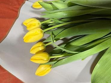 спал диван: 🌷 Тюльпаны на продажу! Свежие, качественные, выращиваем сами. С — 10