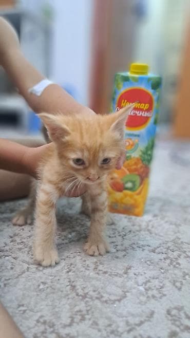 кошка домашний: Котята от домашней кошки - Помёт из нескольких котят разной окраски — 4