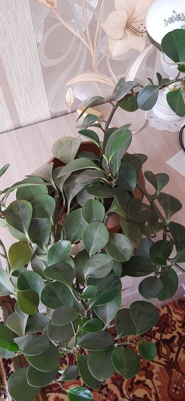 растения для аквариума: Комнатное растение в горшке — 1