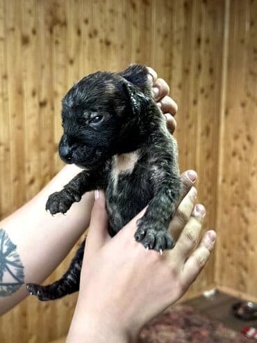 бульдоги: Щенки Канарского Дога (Presa Canario) С документами, прививками 8 — 15