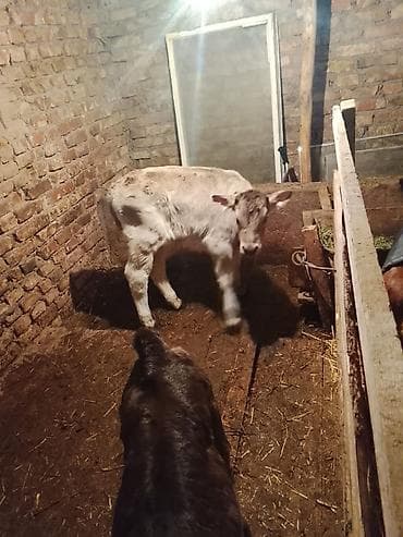 Продаю | Бык (самец) | На откорм | Привязанные