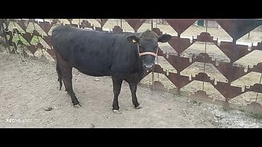 Ветеринар кызматы: Сатам | Бука (эркек) | Көбөйтүү үчүн | Асыл тукумдуу — 1