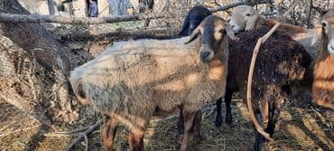 декаративный кролик: Продаю | Овца (самка) | Для разведения | Матка — 5