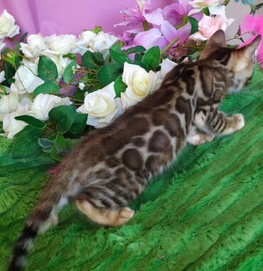 леопардовая кошка цена: Бенгальские котята !!! домашние. мини леопардики. Друзья у нас — 15