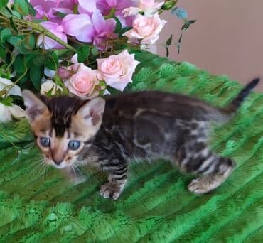 куда можно отдать собаку в бишкеке: Новые Бенгальские детки. Питомник Бен Гла Мур предлагает — 4