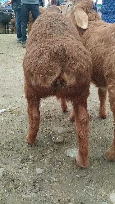 осеменитель: Продаю | Ягненок | Арашан | Для разведения | Осеменитель — 5