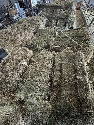 Үй жаныбарлары: Сено в тюках - Тюковое сено для КРС, лошадей, коз, овец, кроликов и — 1