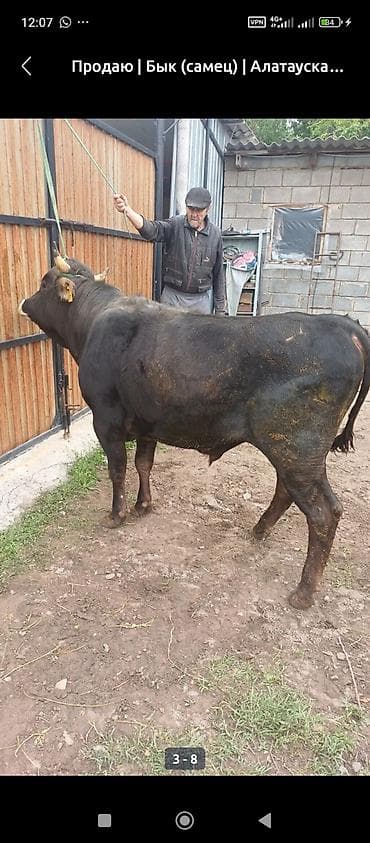коне корсе: Продаю | Бык (самец) | Алатауская | На откорм | Племенные — 2