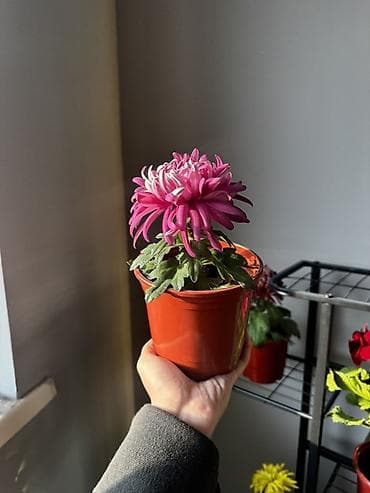 кровать 1 спальная: Хризантема в горшке — компактное комнатное/балконное растение с — 3