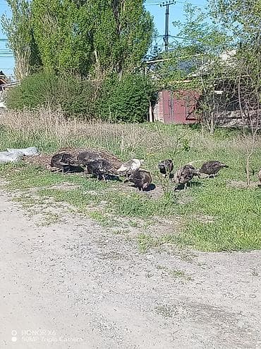 купить индюшиные яйца: Продаю | Инкубационные яйца | Бройлерная | Для разведения | Племенные — 2