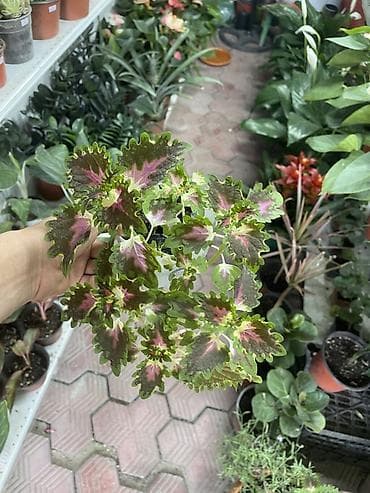 Колеус (Plectranthus scutellarioides) в декоративном горшке. - at lalafo.kg Колеус (Plectranthus scutellarioides) в декоративном горшке. -