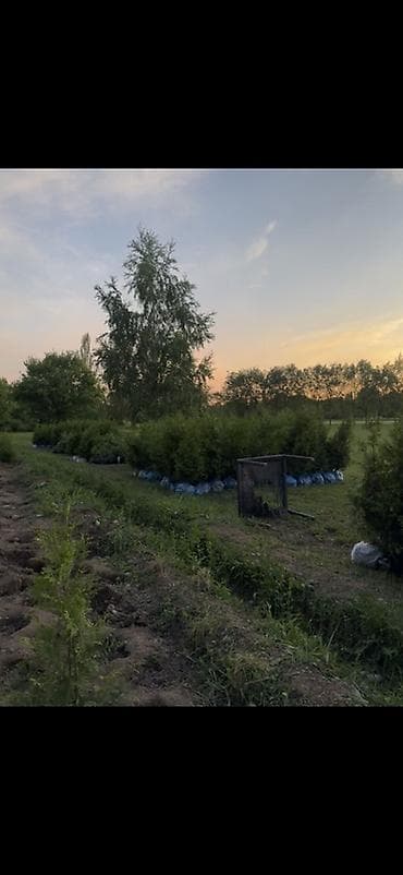 мандарины цена: Туя Брабант
Только оптом
160-180см
Цена: 3500, выкопка с вас — 2