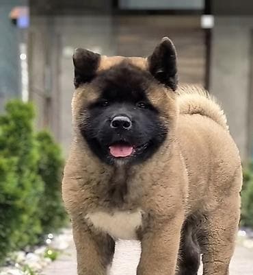 чёрный ящик: 2 месяца, Самец, С прививкой, С родословной — 1