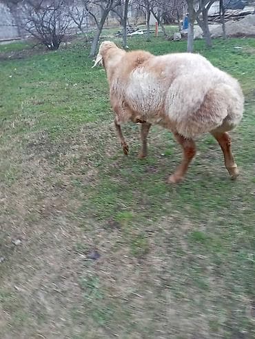 мясо кролик: Продаю | Овца (самка) | На забой | Ярка — 1