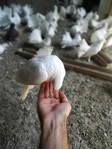 яйца павлина: Продаю голубей породы "павлин" оптом от 500 сом. Декоративные голуби — 5