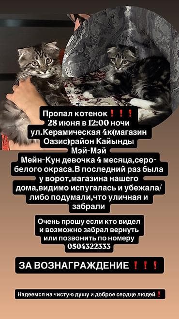 Животные: Пропала : Мейн-кун, Девочка, Серый — 1