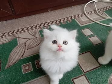 кошка шотланка: Ангорская, 2 месяца, Девочка, Белый — 3