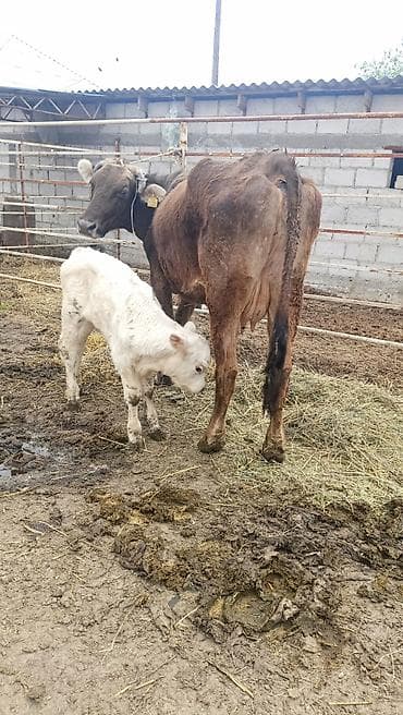 тук сокулук: Сатам | Уй (ургаачы) | Аргын | Көбөйтүү үчүн | Музоологондон кийин — 3