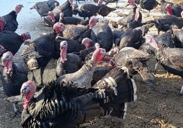 Жирные индюки