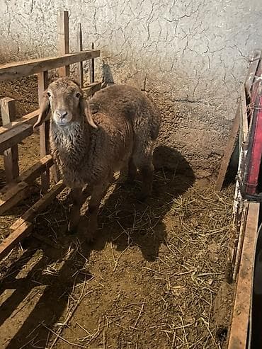 сколько стоит каракал: Продаю | Баран (самец), Ягненок | Арашан | Для разведения — 4