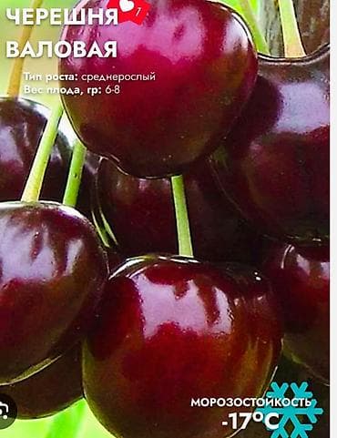 магазин ош аренда: 🍒Черешня — крупная, темно‑красная, сочная.🍒🍒Продаю отпом Описание: - — 3