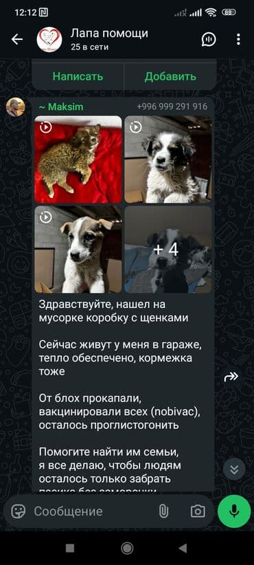 корм для собак дешево: ‼️‼️‼️‼️‼️‼️💕💕💕💕срочно нужен любящий хозяин, телефон на фото — 4