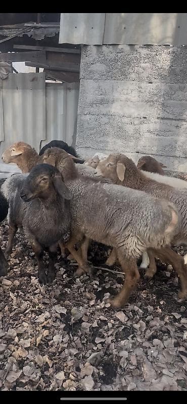 сколько стоит алабай: Продаю | Баран (самец) | Для разведения | Осеменитель — 6