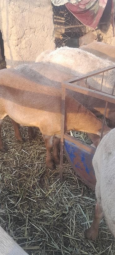Другие животные: Продаю | Баран (самец) | Эдильбаевская | Для разведения — 6