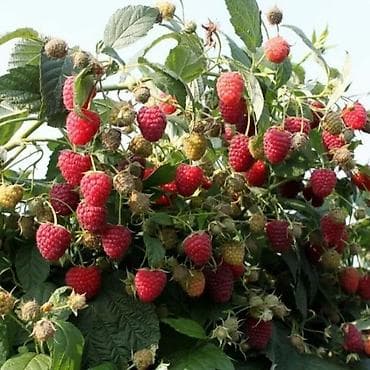 саженцы в оше: Продаю саженцы Малины 
мапема
маравилла — 4