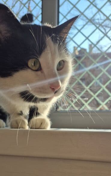 купить котенка вислоухого: Кошка даром: Беспородная, 4 года, Мальчик, Проглистована — 3