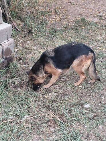 Немецкая овчарка - Порода: немецкая овчарка (чёрно-рыжий окрас