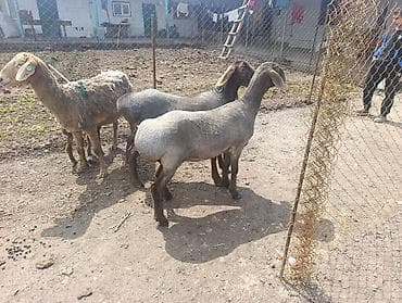 орёл завира: Продаю | Овца (самка) | Для разведения | Матка — 4