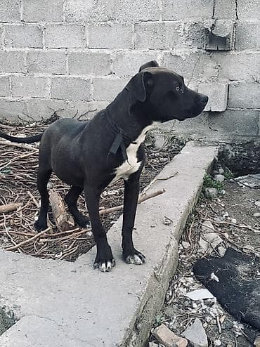 сколько стоит щенок шпица: Питбуль, 5 месяцев, Самец — 5