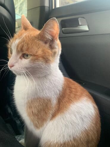 домашние кошки: Кошка даром: Беспородная, 2 года, Девочка, С прививками, Приучена к лотку, Проглистована — 3