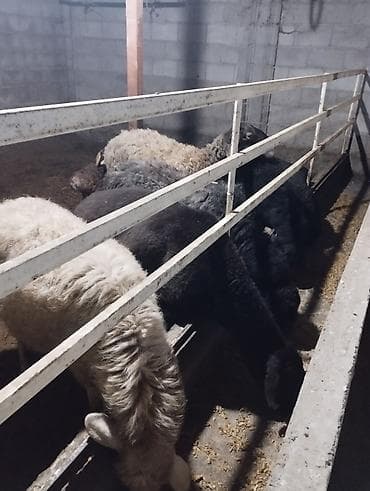 үй жаныбарлар: Сатам | Ургаачы кой (ургаачы) | Көбөйтүү үчүн | Ургаачы — 4