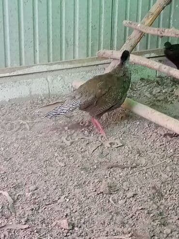 Грызуны: Продам серебряных фазанов этого года парами и по отдельности — 3