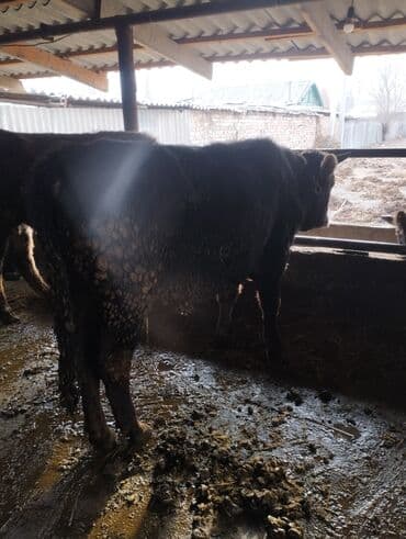 отдам животных в хорошие руки: Продаю | Бык (самец) | На откорм | Привязанные — 5