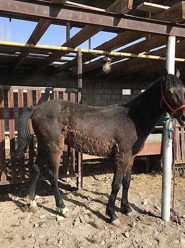 Продаю | Кобыла (самка), Конь (самец) | Для разведения