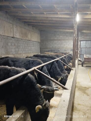 ульи пчелы: Продаю | Бык (самец) | Полукровка | На откорм | Привязанные — 3