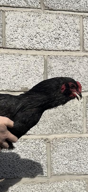 курицы: Продаю | Петух | Для разведения — 3
