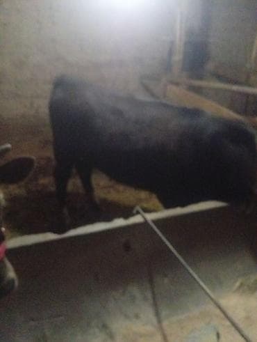 ангус корова: Продаю | Бык (самец), Тёлка, Музоо, торпок | На откорм | Привязанные — 6