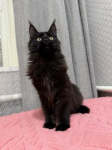 кошки маин кун: Шикарные малыши МЕЙН-КУН, окрас чёрный (solid black) ОСТАЛСЯ ПОСЛЕДНИЙ — 2