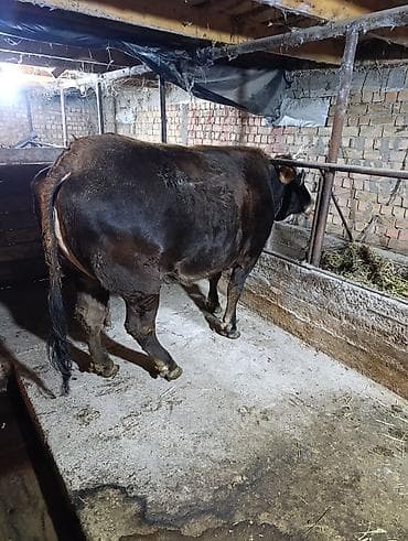 смесь для теленка: Продаю | Корова (самка) | Для молока | Привязанные — 2
