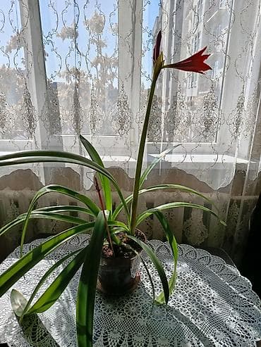 бөлмө гүлдөрү: Предлагаются различные комнатные растения для создания уюта и свежести — 3