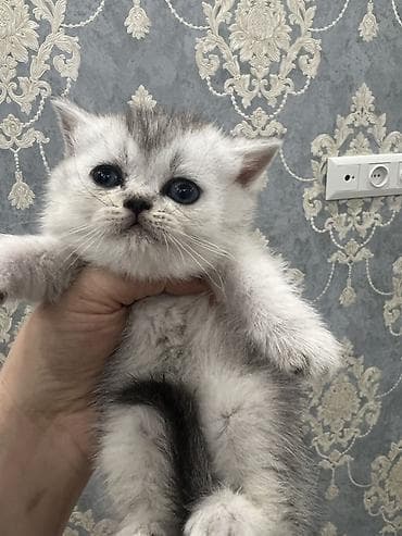 кошка шиншилла: Британская короткошёрстная, 1 месяц, Мальчик, Серебристая шиншилла, Приучена к лотку — 2