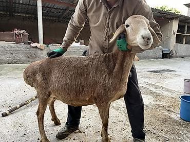 Продаю | Овца (самка), Ягненок