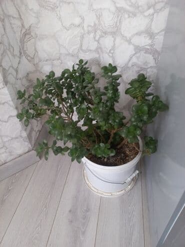 комнатные растения бишкек: Молодой саженец лимона, выращенный в домашних условиях. Растение имеет — 4